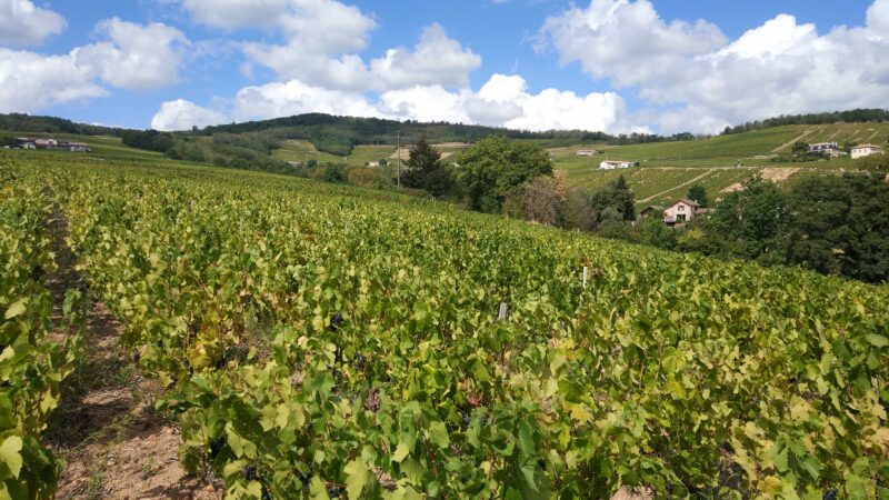 Beaujolais