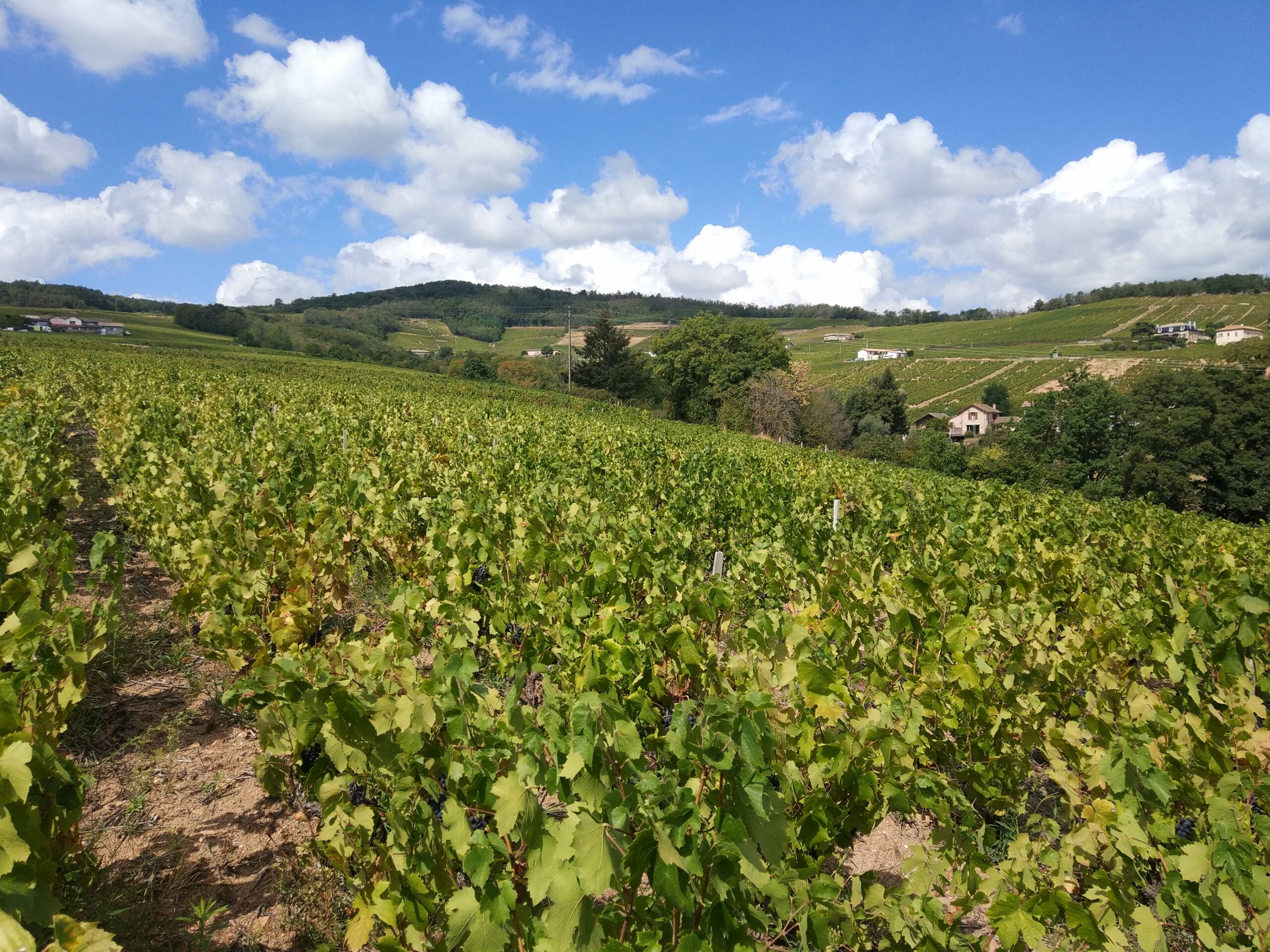 Beaujolais