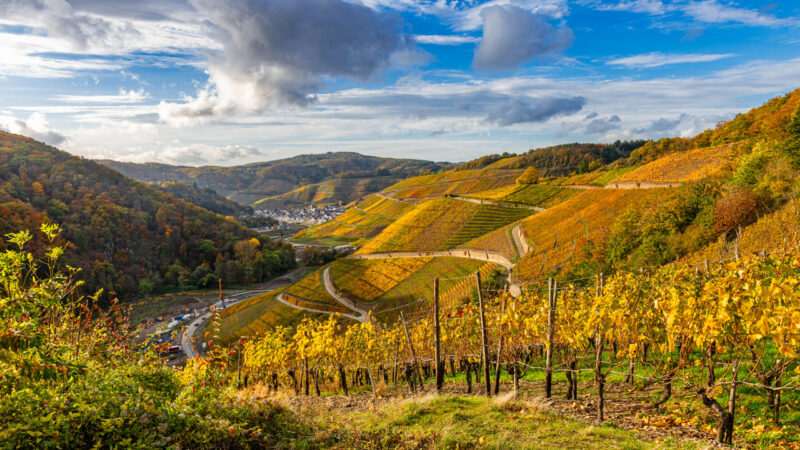 Ahr – najmniejszy region Niemiec, który podbił świat czerwonymi winami